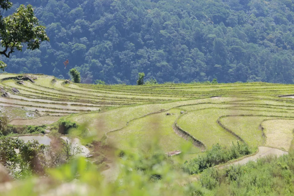 Kho gạo của Nguyễn Tâm